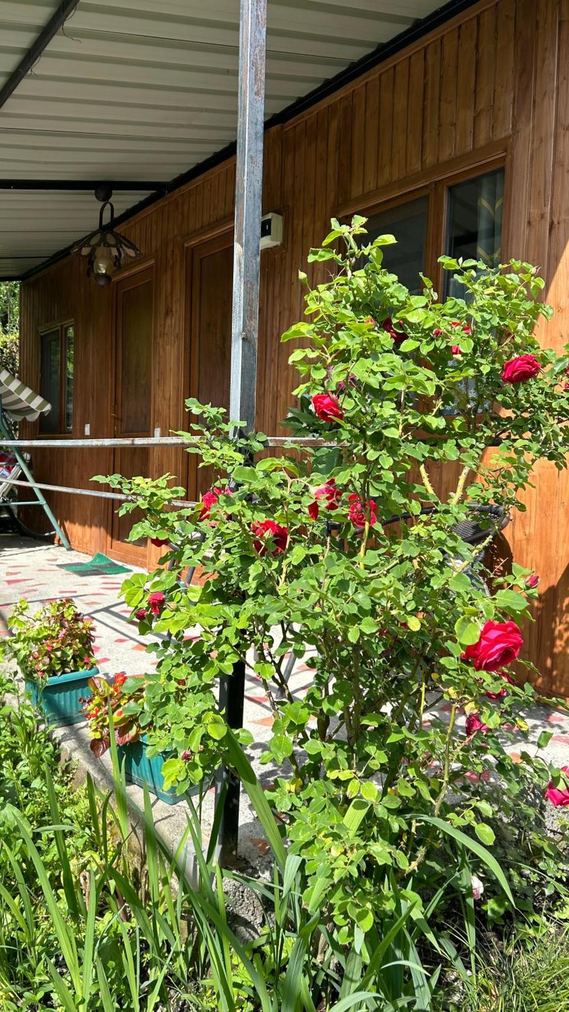 Ludwig Guesthouse Lagodehi Dış mekan fotoğraf